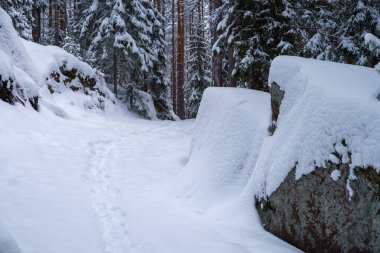 Kışın karlı bir ormanda yürüyüş yapmak. Repovesi Ulusal Parkı, Kouvola, Finlandiya.