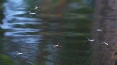 Göl yüzeyinde su yürüyücüleri (Gerridae türleri), yaklaşın.