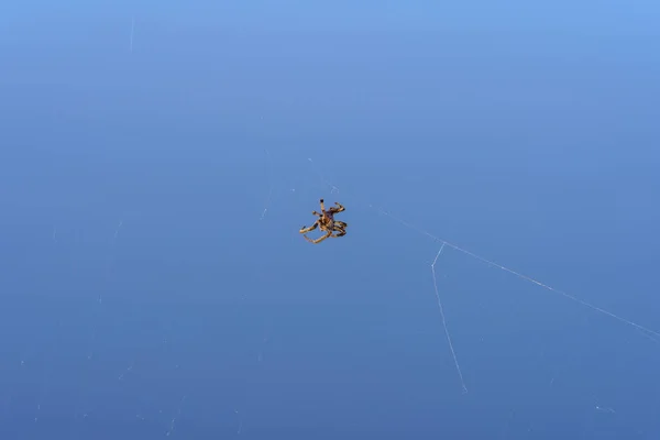 Spinne Und Netz Vor Blauem Hintergrund — Stockfoto