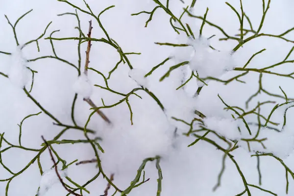 Zelené Větvičky Sněhu Částečně Rozostřené Zblízka Pohled Shora Pozadí — Stock fotografie