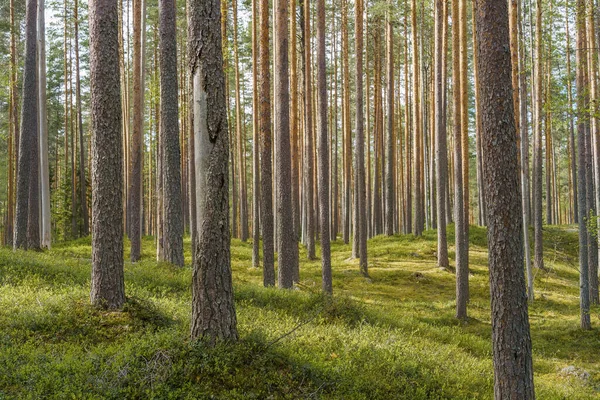 Springtime Pine Forest Leivonmaki National Park Finland — Stock Photo, Image