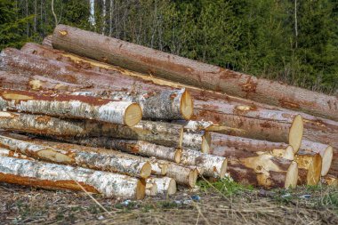 Finlandiya 'da bir ormanın yanındaki bir yığın huş ağacı ve çam ağacının kütükleri