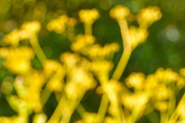 Sarı ve yeşil odak dışı doğa arkaplanı.