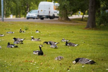 Parkta bir grup midye kazı (Branta lökossis) vardır. Helsinki, Finlandiya.