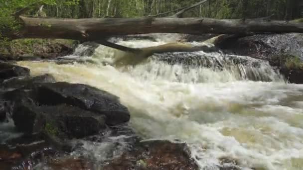 Fast Flowing Rapids Fallen Tree Close Leivonmki National Park Finland — Stock Video