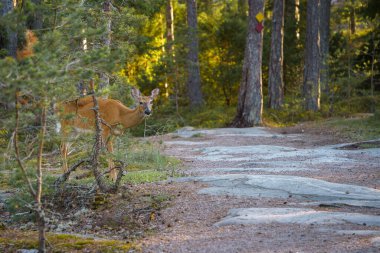 Beyaz kuyruklu geyik (Odocoileus virginianus) Finlandiya, Porkkalanniemi 'de yürüyüş yolunun yanında bulunur..