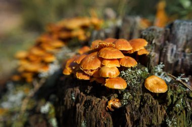Doğadaki Xeromphalina Campanella mantarı grubunun yakın görüntüsü