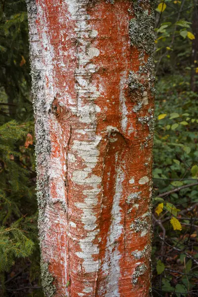 숲에서 자작나무 트렁크에 빨간색의 — 스톡 사진