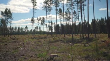 Finlandiya 'da ağaç kesme alanının dönüm noktası.