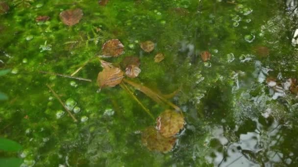 泡が付いている緑の液体および沼の落ちた葉は 閉めます — ストック動画