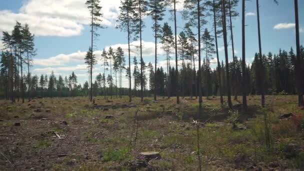 Vue Panoramique Champ Abattage Arbres Finlande — Video