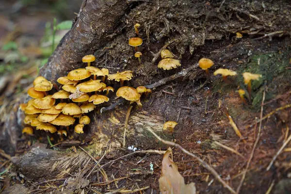 Группа Желтых Грибов Xeromphalina Campanella Лесу — стоковое фото