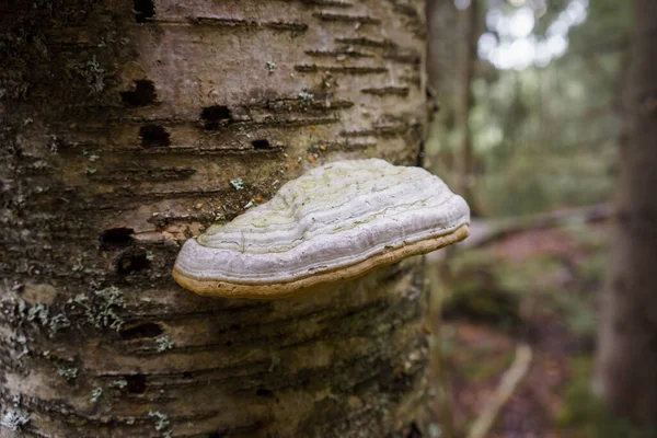 Toynak mantarı (Fomes fomentarius), ağaç gövdesine yaklaş.