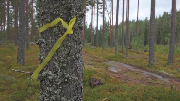 Fita Amarela Amarrada Uma Árvore Batendo Vento Uma Floresta — Vídeo de Stock