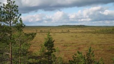 Finlandiya 'daki Kurjenrahka Ulusal Parkı' ndan bulutlu bir günde bataklık manzarası görüntüsü.