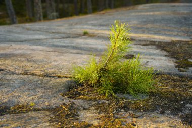 Finlandiya 'da kayaların üzerinde genç çam (Pinus sylvestris) yetişiyor