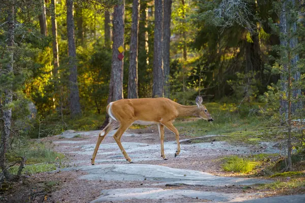 White-tailed deer (Odocoileus virginianus) crossing a hiking trail in Porkkalanniemi, Finland.