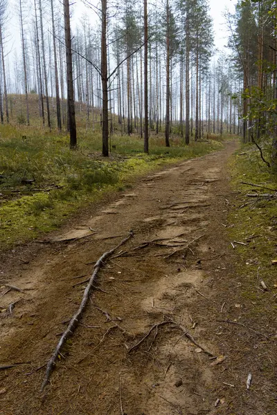 Finlandiya 'da yapraksız ağaçların olduğu ormanda kökleri olan yol