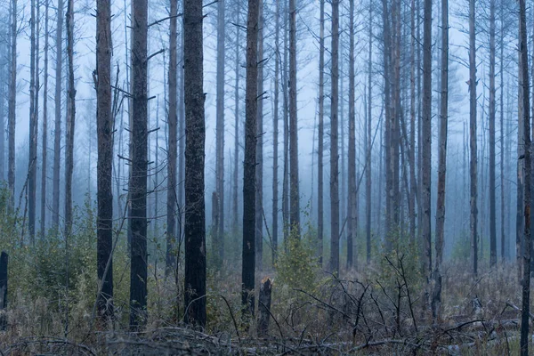 Tree trunks in a blue misty forest at dawn in Finland.