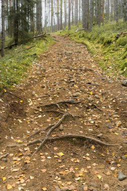 Finlandiya ormanlarında E harfi şeklinde kökleri olan kayalık orman yolu..