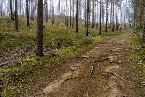 Path with roots through a forest with leafless trees in Finland