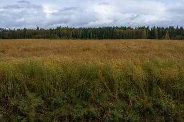 Finlandiya 'da ırz düşmanı tarlası. Sonbaharda bulutlu bir gün.