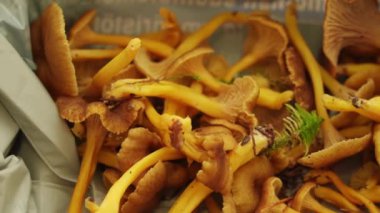 Yeni toplanmış, temizlenmemiş sarı ayak mantarlarını plastik bir torbaya koyup yakın çekim yap..