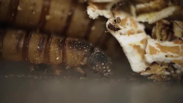 Mealworm Plazit Ovesných Vločkách Makro Zavřít — Stock video