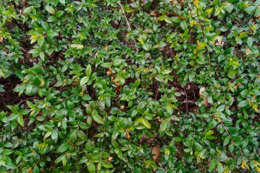 Parlak bir günde yakalanan bahçedeki yemyeşil çalılıklara yaklaş