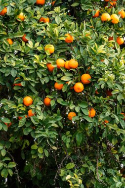 Olgun seville portakallarıyla portakal ağacı, yaklaş.