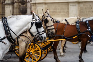 Seville, İspanya. 7 Şubat 2024 Sevilla Katedrali 'nin önüne at arabaları park edilmiş.