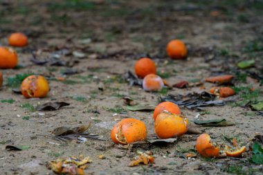 Partially rotten and squashed oranges scattered on the ground. clipart