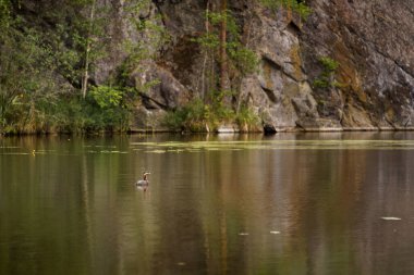 Red-necked grebe (Podiceps grisegena) swimming across a pond surrounded by rocky cliffs clipart