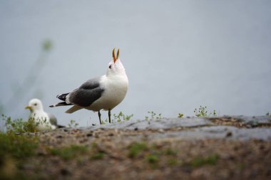 Finlandiya 'daki bir göl kenarından ortak martı (Larus canus) çağrısı