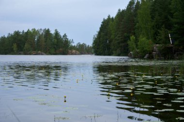 Finlandiya 'da bereketli ormanlar ve çiçek açan nilüferlerle çevrili huzurlu göl manzarası