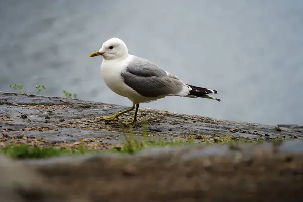 stock image Common Gull (Larus canus) walking by a lakeside in Finland