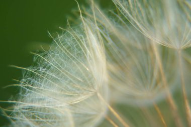 Karahindiba (taraxacum) tohum başlığı, makro yeşil arkaplana yakın çekim