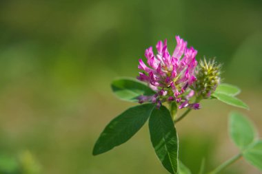 Kırmızı Yonca (Trifolium pratense) doğada, makro yakın çekim