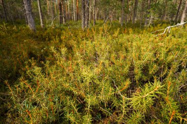Yeşil Bataklık Labrador Çayı (Rhododendron tomentosum) Finlandiya 'nın Hollola kentinde bir bataklığın yanında yer alır..