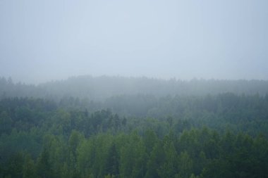 Yoğun bir orman manzarasının puslu görüntüsü şafak vakti sisle kaplıydı.