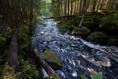 Seitseminen Ulusal Parkı, Ikaalinen, Finlandiya 'daki bir ormandan geçen küçük bir nehir.