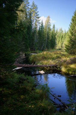 Seitseminen Ulusal Parkı, Ikaalinen, Finlandiya 'daki küçük nehrin üzerindeki devrilmiş ağaç.