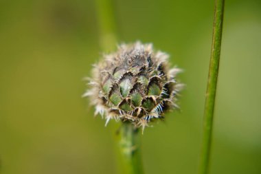Doğada daha büyük bir knapweed (Centaurea scabiosa) çiçeğinin yakın çekimi