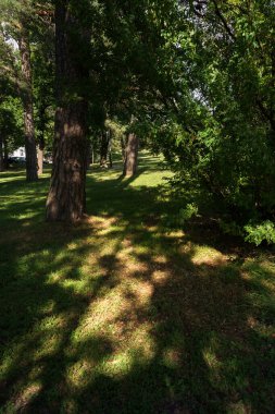 Ağaçların arasından süzülen güneş ışığı, parkta çimlerin üzerine gölgeler düşüren.