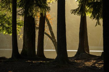 Şafak vakti dingin bir gölün yanında ağaçlar