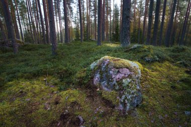 Seitseminen Ulusal Parkı, Ylojarvi, Finlandiya 'da ön planda yosun kaplı bir kaya ile kozalaklı orman