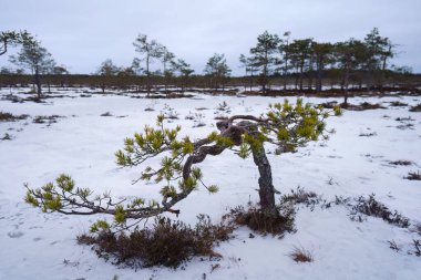 Small twisted pine tree in a snowy swamp landscape with distant trees under an overcast sky. clipart