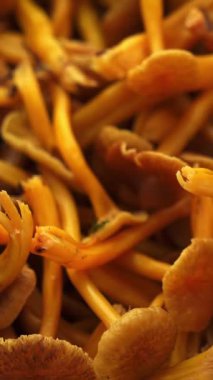 Yıkanmış sarı ayak mantarlarını (Craterellus tubaeforis) elekten alan bir elin yakın çekimi.