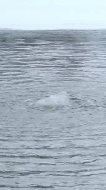 Finlandiya 'da buzun yüzme yerinde donmasını önlemek için su kabarcığı..