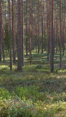 Çam ormanı ve sabah güneşinde yürüyüş yapan tren. Çekimler, Leivonmki Ulusal Parkı, Finlandiya.